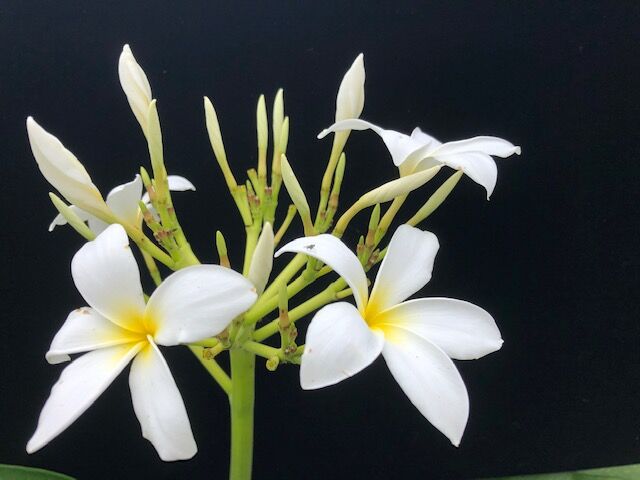 Plumeria